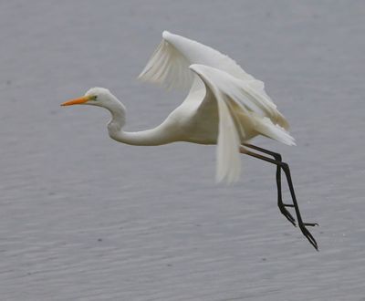 Grote Zilverreiger - Great Egret