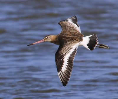 Grutto - Black-tailed Godwit