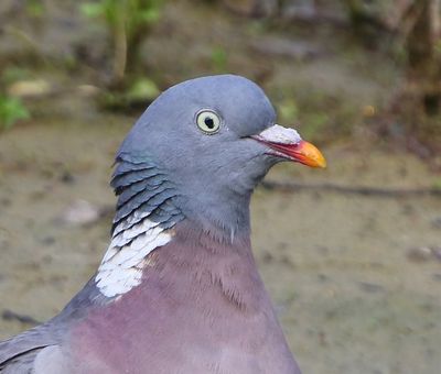 Houtduif - Common Wood Pigeon