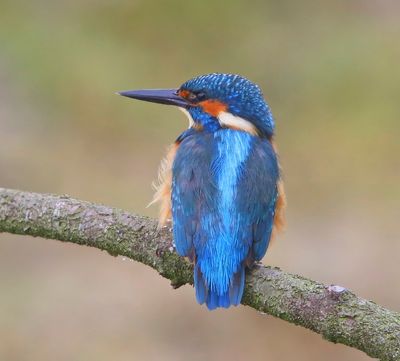 IJsvogel - Common Kingfisher