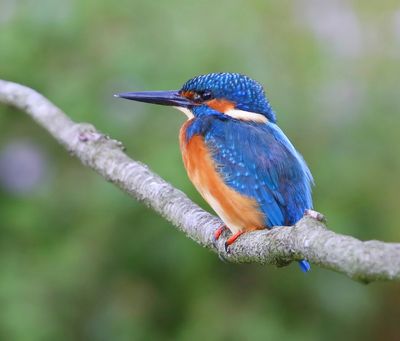 IJsvogel - Common Kingfisher