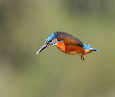 IJsvogel - Common Kingfisher