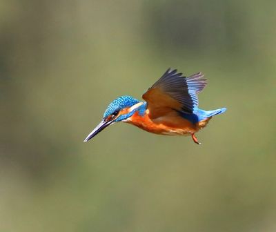 IJsvogel - Common Kingfisher