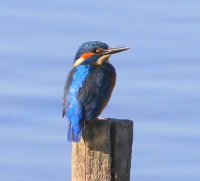 IJsvogel - Common Kingfisher