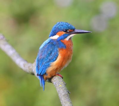IJsvogel - Common Kingfisher