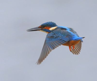 IJsvogel - Common Kingfisher