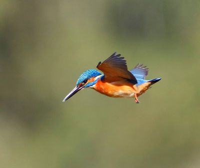 IJsvogel - Common Kingfisher