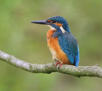 IJsvogel - Common Kingfisher