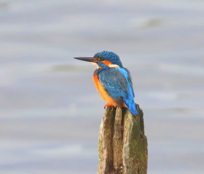 IJsvogel - Common Kingfisher