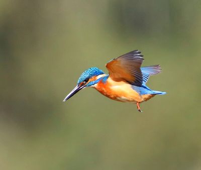 IJsvogel - Common Kingfisher