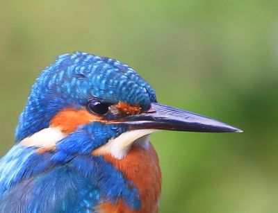 IJsvogel - Common Kingfisher