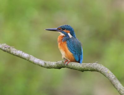 IJsvogel - Common Kingfisher