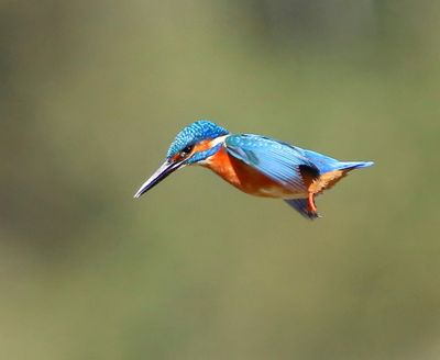 IJsvogel - Common Kingfisher