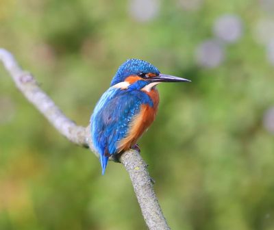 IJsvogel - Common Kingfisher