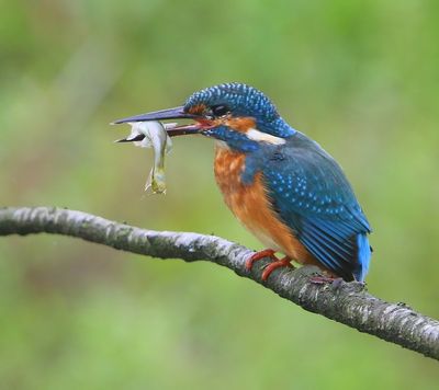 IJsvogel - Common Kingfisher