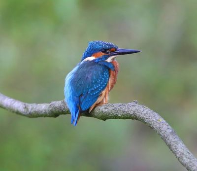 IJsvogel - Common Kingfisher