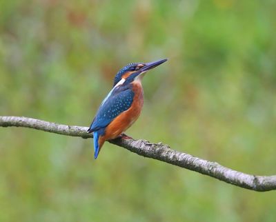 IJsvogel - Common Kingfisher