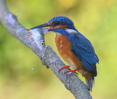 IJsvogel - Common Kingfisher