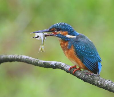 IJsvogel - Common Kingfisher