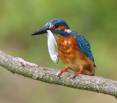 IJsvogel - Common Kingfisher