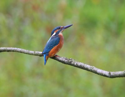 IJsvogel - Common Kingfisher