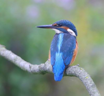 IJsvogel - Common Kingfisher