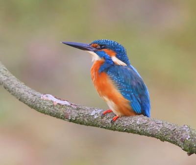 IJsvogel - Common Kingfisher