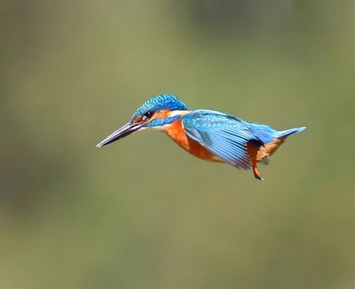 IJsvogel - Common Kingfisher