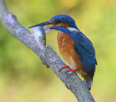 IJsvogel - Common Kingfisher