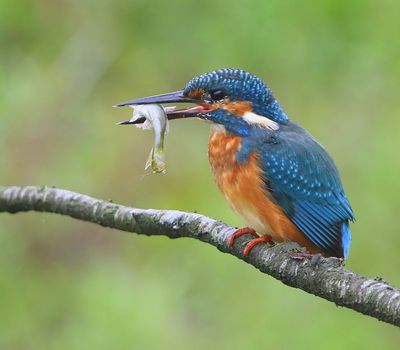 IJsvogel - Common Kingfisher