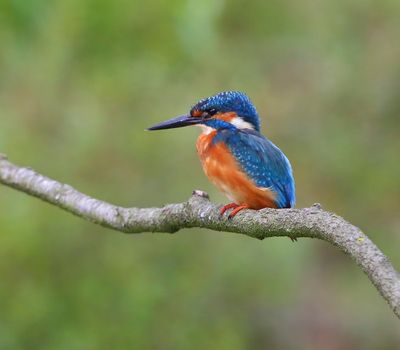 IJsvogel - Common Kingfisher