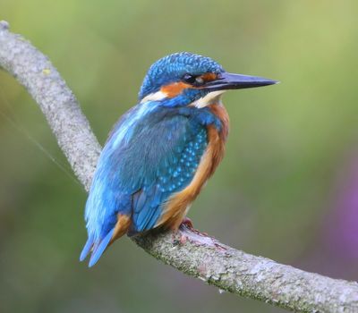 IJsvogel - Common Kingfisher