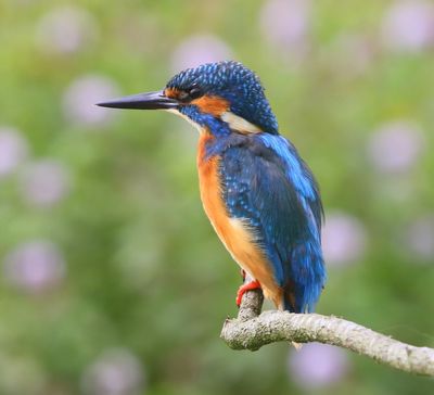 IJsvogel - Common Kingfisher