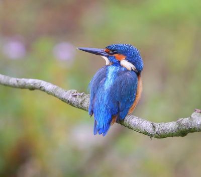 IJsvogel - Common Kingfisher