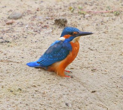 IJsvogel - Common Kingfisher