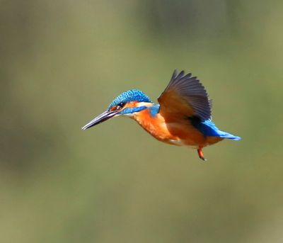 IJsvogel - Common Kingfisher