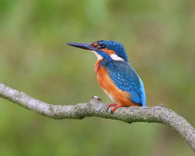 IJsvogel - Common Kingfisher