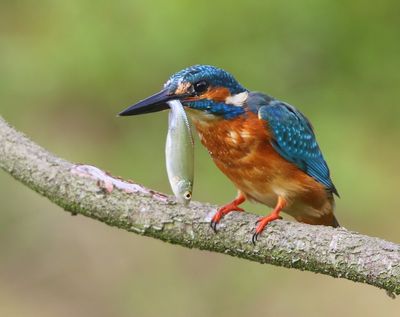 IJsvogel - Common Kingfisher