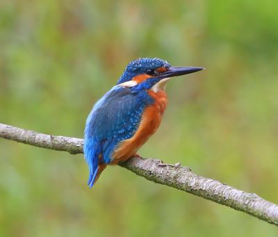 IJsvogel - Common Kingfisher