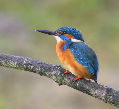IJsvogel - Common Kingfisher