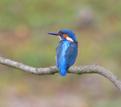 IJsvogel - Common Kingfisher