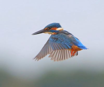 IJsvogel - Common Kingfisher