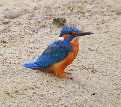 IJsvogel - Common Kingfisher