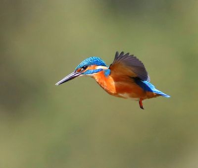 IJsvogel - Common Kingfisher