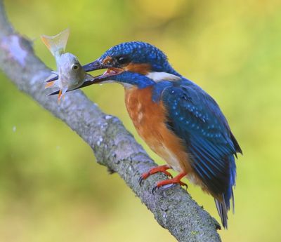 IJsvogel - Common Kingfisher