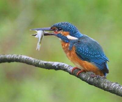 IJsvogel - Common Kingfisher