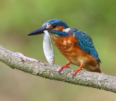 IJsvogel - Common Kingfisher