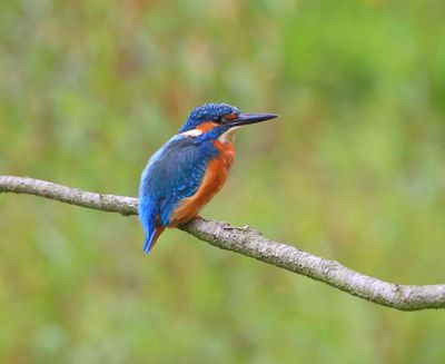 IJsvogel - Common Kingfisher