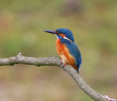 IJsvogel - Common Kingfisher