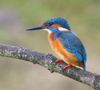 IJsvogel - Common Kingfisher